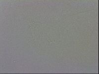 Mesobiotus polaris image