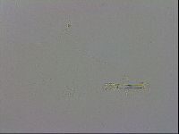 Mesobiotus polaris image