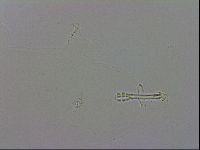 Mesobiotus polaris image