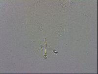Mesobiotus polaris image