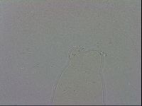 Mesobiotus polaris image