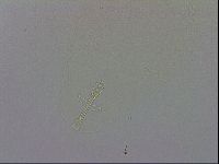 Mesobiotus polaris image