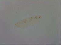 Mesobiotus polaris image