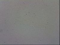 Mesobiotus polaris image
