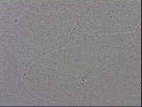 Mesobiotus polaris image