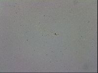 Mesobiotus polaris image