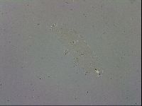 Mesobiotus polaris image