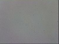 Mesobiotus polaris image