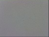 Mesobiotus polaris image