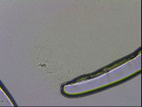 Mesobiotus polaris image