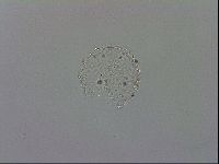 Mesobiotus polaris image