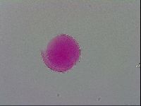 Mesobiotus polaris image