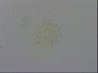 Mesobiotus orcadensis image