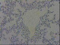 Mesobiotus orcadensis image