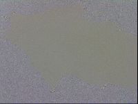 Macrobiotus recens image