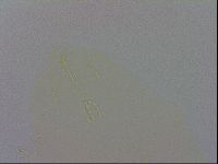 Macrobiotus recens image