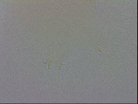 Macrobiotus recens image