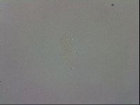 Macrobiotus recens image