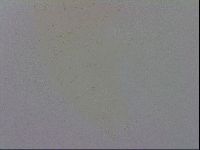Macrobiotus recens image