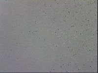 Macrobiotus recens image