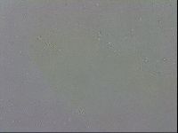 Macrobiotus recens image