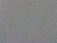 Macrobiotus rawsoni image