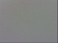 Macrobiotus rawsoni image