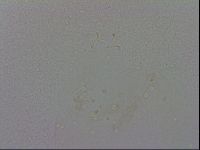 Macrobiotus rawsoni image