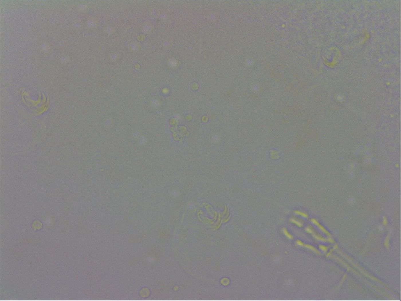 Macrobiotus rawsoni image