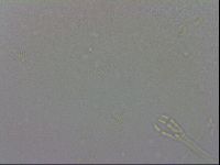 Macrobiotus rawsoni image