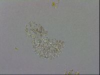 Macrobiotus rawsoni image