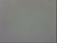 Murrayon pullari image