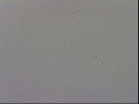 Murrayon pullari image