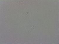 Murrayon pullari image