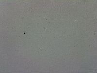 Murrayon pullari image