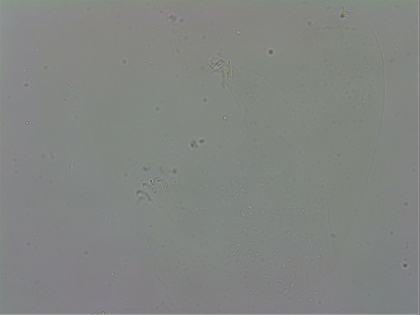 Murrayon pullari image