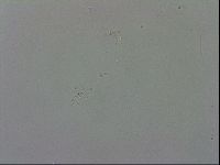 Murrayon pullari image