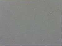 Murrayon pullari image