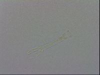 Murrayon pullari image