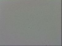 Murrayon pullari image