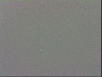 Murrayon pullari image