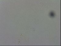 Murrayon pullari image