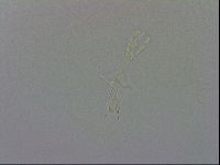 Murrayon pullari image
