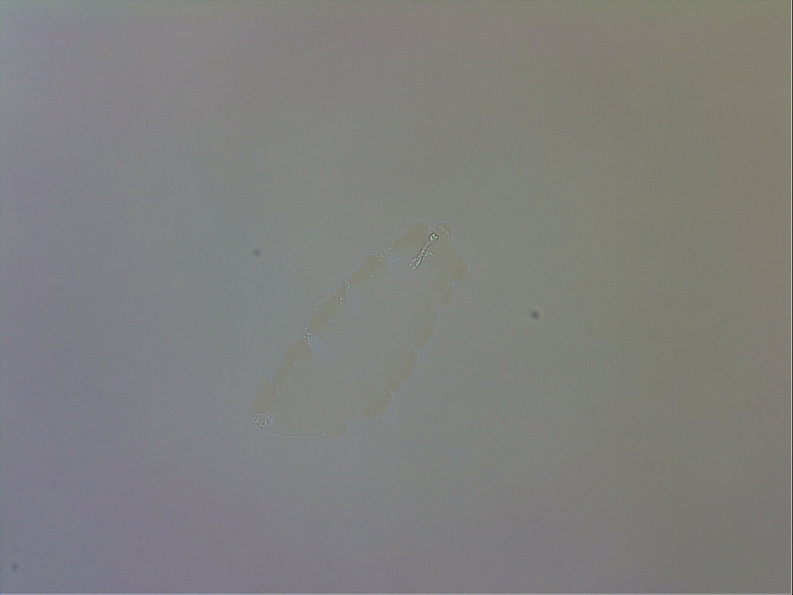 Murrayon pullari image