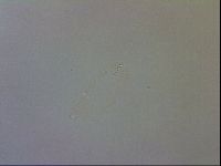 Murrayon pullari image