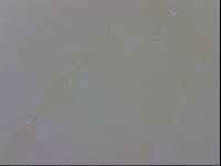 Murrayon pullari image