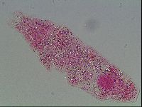 Murrayon pullari image