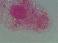 Murrayon pullari image