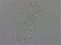 Murrayon pullari image