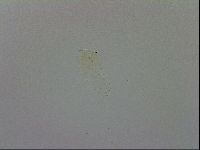 Murrayon pullari image
